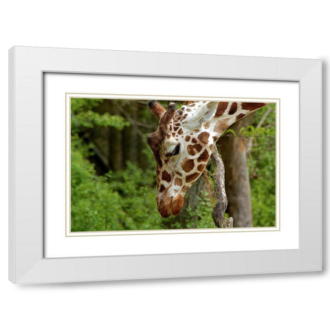 Giraffe 2 White Modern Wood Framed Art Print with Double Matting by Galloimages Online