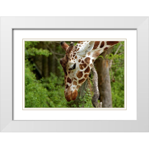 Giraffe 2 White Modern Wood Framed Art Print with Double Matting by Galloimages Online
