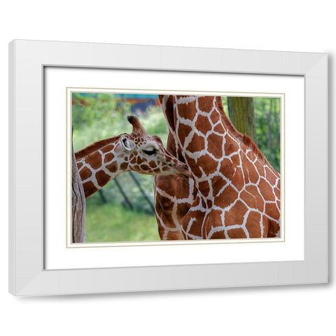 Giraffe And Calf White Modern Wood Framed Art Print with Double Matting by Galloimages Online