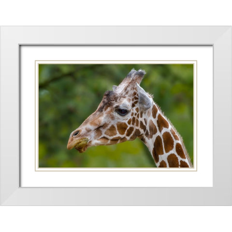 Giraffe Portrait White Modern Wood Framed Art Print with Double Matting by Galloimages Online