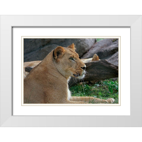 Lioness White Modern Wood Framed Art Print with Double Matting by Galloimages Online