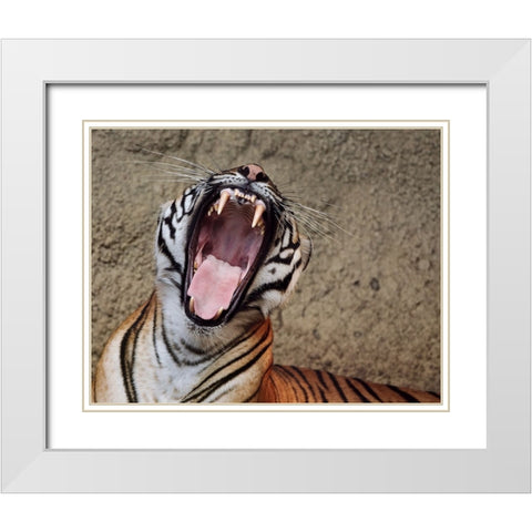 Malayan Tigress Yawn White Modern Wood Framed Art Print with Double Matting by Galloimages Online