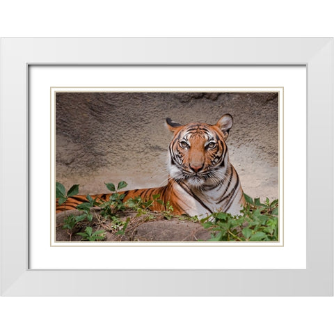 Malayan Tigress White Modern Wood Framed Art Print with Double Matting by Galloimages Online
