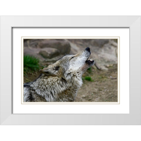 Mexican Wolf White Modern Wood Framed Art Print with Double Matting by Galloimages Online
