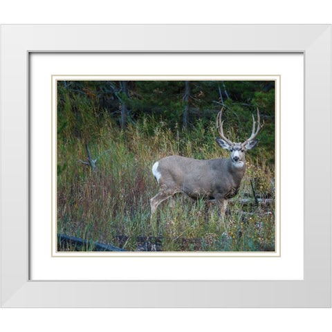 Mule Deer Buck White Modern Wood Framed Art Print with Double Matting by Galloimages Online