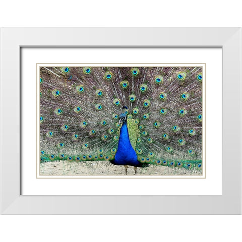 Peacock 1 White Modern Wood Framed Art Print with Double Matting by Galloimages Online