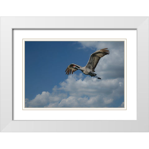 Sandhill Crane In Flight White Modern Wood Framed Art Print with Double Matting by Galloimages Online