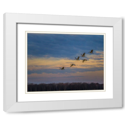 Sandhill Cranes At Sunrise White Modern Wood Framed Art Print with Double Matting by Galloimages Online