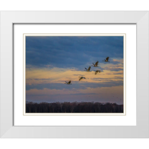 Sandhill Cranes At Sunrise White Modern Wood Framed Art Print with Double Matting by Galloimages Online