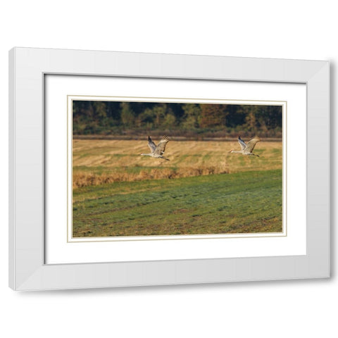 Sandhills Take Flight White Modern Wood Framed Art Print with Double Matting by Galloimages Online
