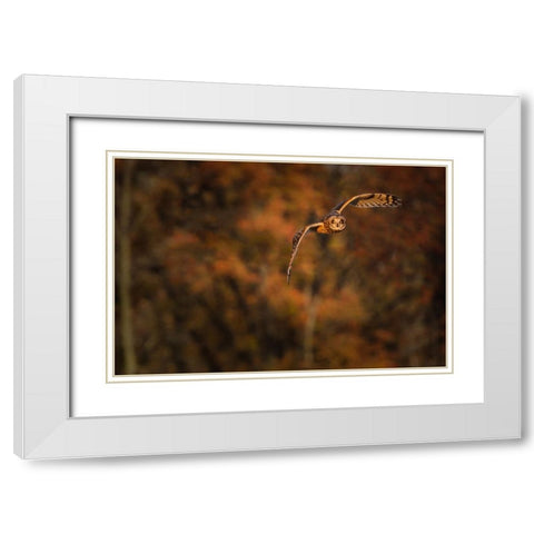 Short Eared Owl White Modern Wood Framed Art Print with Double Matting by Galloimages Online