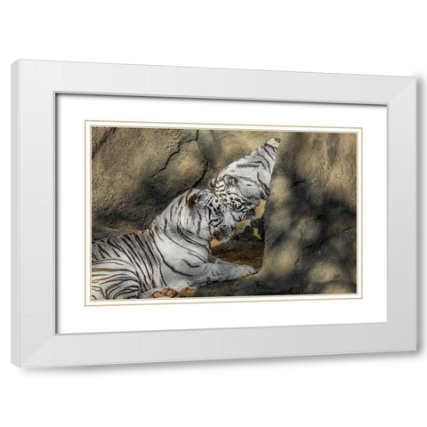 White Tiger Headbutt White Modern Wood Framed Art Print with Double Matting by Galloimages Online