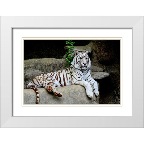 White Tiger White Modern Wood Framed Art Print with Double Matting by Galloimages Online