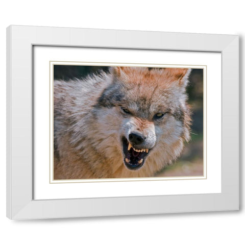Wolf White Modern Wood Framed Art Print with Double Matting by Galloimages Online