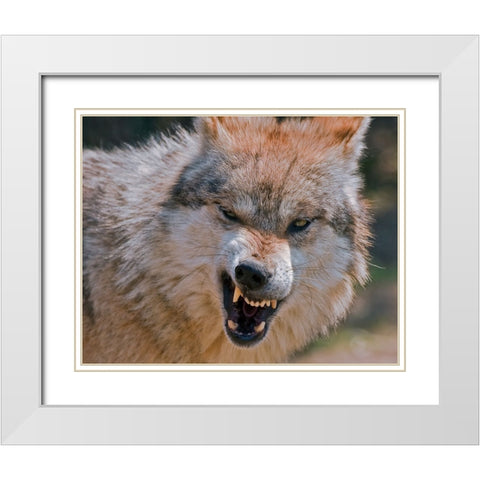 Wolf White Modern Wood Framed Art Print with Double Matting by Galloimages Online