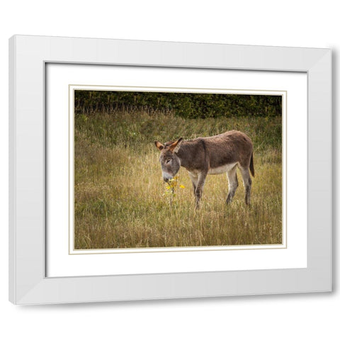 Young Burro White Modern Wood Framed Art Print with Double Matting by Galloimages Online