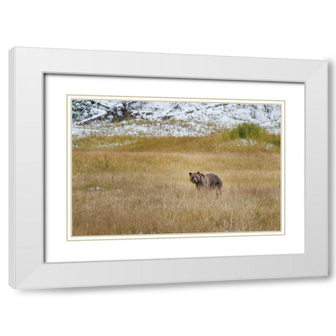 Young Grizzly In Yellowstone White Modern Wood Framed Art Print with Double Matting by Galloimages Online
