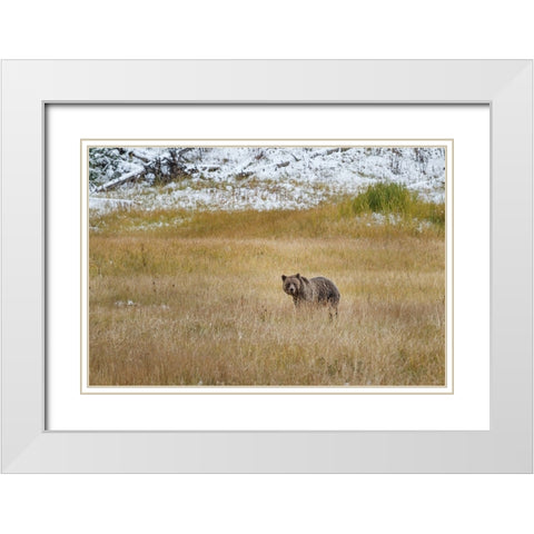 Young Grizzly In Yellowstone White Modern Wood Framed Art Print with Double Matting by Galloimages Online
