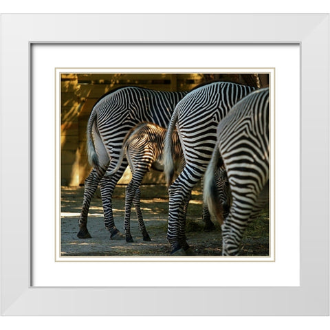 Zebra Bottoms White Modern Wood Framed Art Print with Double Matting by Galloimages Online