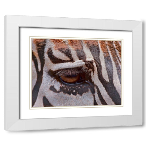 Zebra Eye White Modern Wood Framed Art Print with Double Matting by Galloimages Online