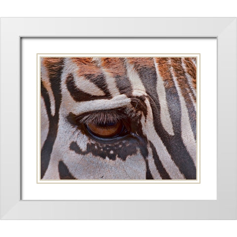 Zebra Eye White Modern Wood Framed Art Print with Double Matting by Galloimages Online
