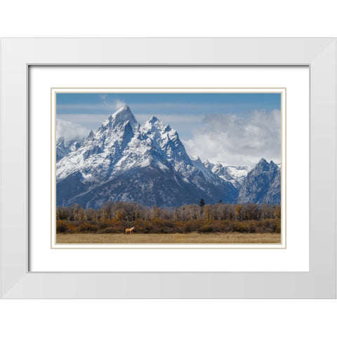 A Horse In Front Of The Grand Teton White Modern Wood Framed Art Print with Double Matting by Galloimages Online