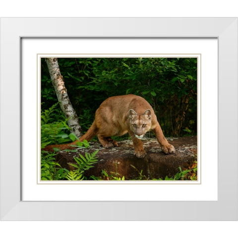 About To Pounce White Modern Wood Framed Art Print with Double Matting by Galloimages Online
