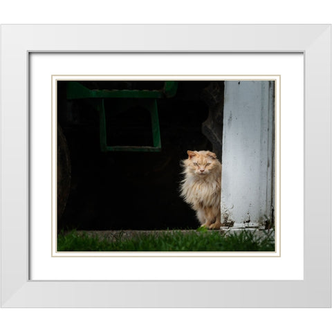 Barn Cat 2 White Modern Wood Framed Art Print with Double Matting by Galloimages Online