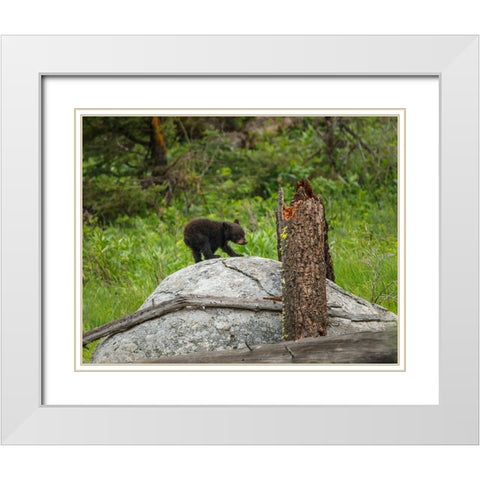 Bear Cub On Rock White Modern Wood Framed Art Print with Double Matting by Galloimages Online