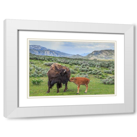 Bison And Calf (YNP) White Modern Wood Framed Art Print with Double Matting by Galloimages Online