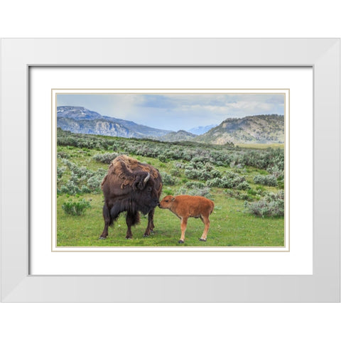 Bison And Calf (YNP) White Modern Wood Framed Art Print with Double Matting by Galloimages Online