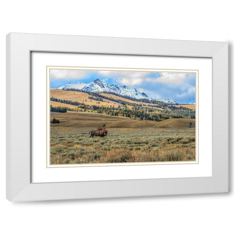 Bison By Electric Peak (YNP) White Modern Wood Framed Art Print with Double Matting by Galloimages Online
