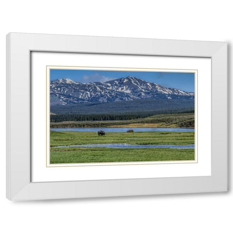 Bison By River White Modern Wood Framed Art Print with Double Matting by Galloimages Online