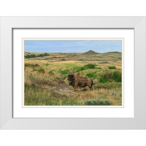 Bison In North Dakota Landscape White Modern Wood Framed Art Print with Double Matting by Galloimages Online