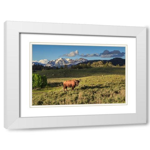 Bison In Yellowstone White Modern Wood Framed Art Print with Double Matting by Galloimages Online