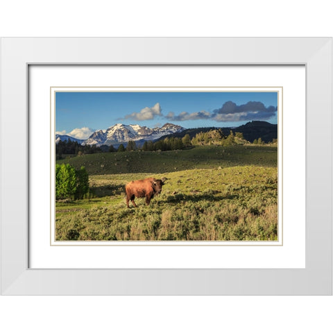 Bison In Yellowstone White Modern Wood Framed Art Print with Double Matting by Galloimages Online