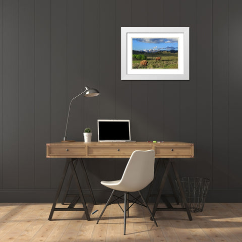 Bison With Mountains (YNP) White Modern Wood Framed Art Print with Double Matting by Galloimages Online