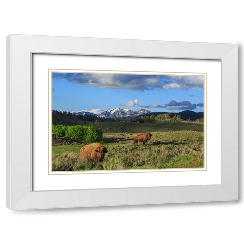 Bison With Mountains (YNP) White Modern Wood Framed Art Print with Double Matting by Galloimages Online