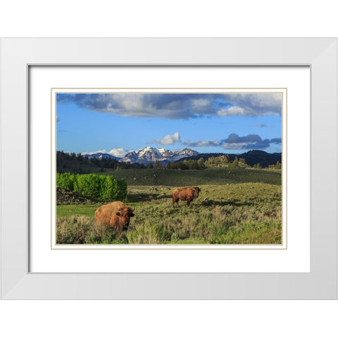 Bison With Mountains (YNP) White Modern Wood Framed Art Print with Double Matting by Galloimages Online