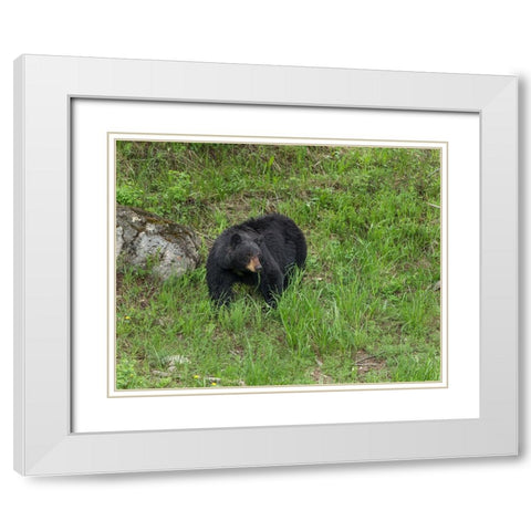 Black Bear (YNP) White Modern Wood Framed Art Print with Double Matting by Galloimages Online