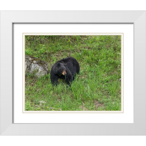 Black Bear (YNP) White Modern Wood Framed Art Print with Double Matting by Galloimages Online