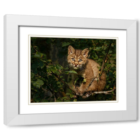 Bobcat Kitten On Branch White Modern Wood Framed Art Print with Double Matting by Galloimages Online