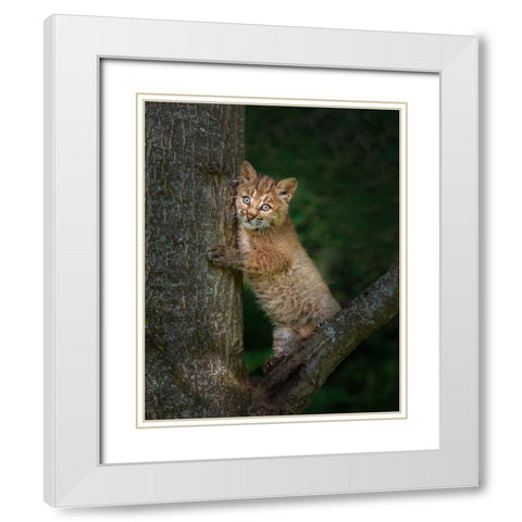 Bobcat Kitten Poses Against Tree Trunk White Modern Wood Framed Art Print with Double Matting by Galloimages Online