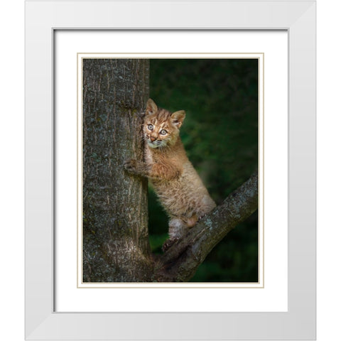 Bobcat Kitten Poses Against Tree Trunk White Modern Wood Framed Art Print with Double Matting by Galloimages Online