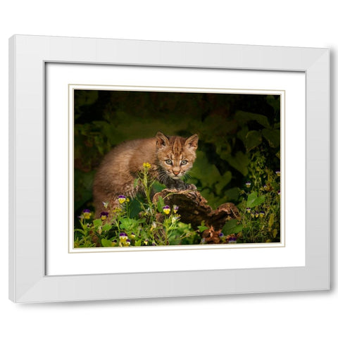 Bobcat Kitten Poses On Log White Modern Wood Framed Art Print with Double Matting by Galloimages Online