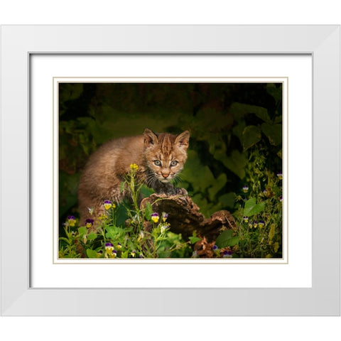 Bobcat Kitten Poses On Log White Modern Wood Framed Art Print with Double Matting by Galloimages Online