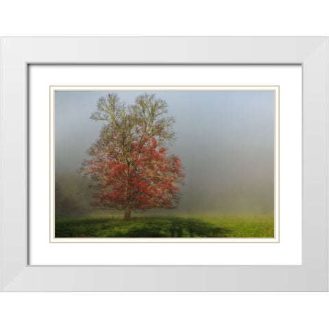 Cades Cove Tree White Modern Wood Framed Art Print with Double Matting by Galloimages Online