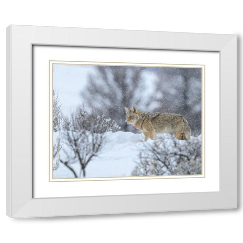 Coyote In Snow White Modern Wood Framed Art Print with Double Matting by Galloimages Online