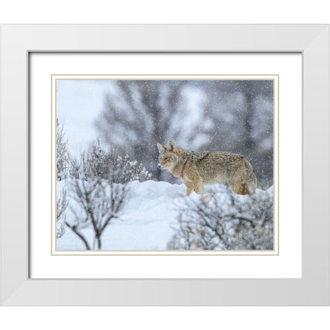 Coyote In Snow White Modern Wood Framed Art Print with Double Matting by Galloimages Online
