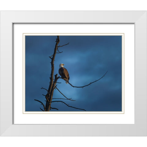 Eagle In (YNP) White Modern Wood Framed Art Print with Double Matting by Galloimages Online